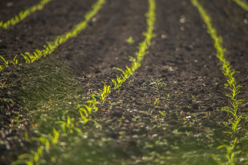 Agriculture Field