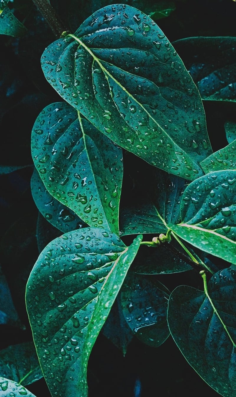 Moisture Sensor in Soil
