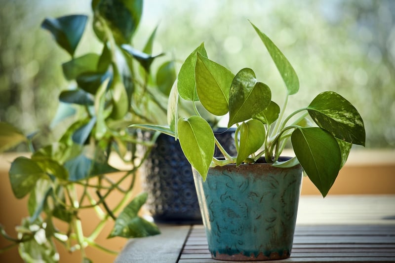Pothos plant in a vertical garden