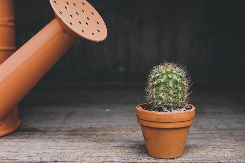 Self-Watering Planter