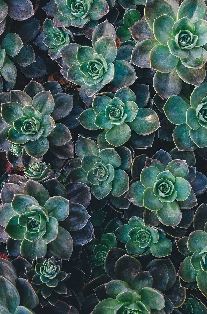Succulents in a vertical garden
